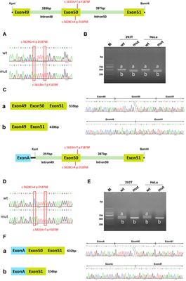 Two homozygous adjacent novel missense mutations in DYSF gene caused dysferlinopathy due to splicing abnormalities